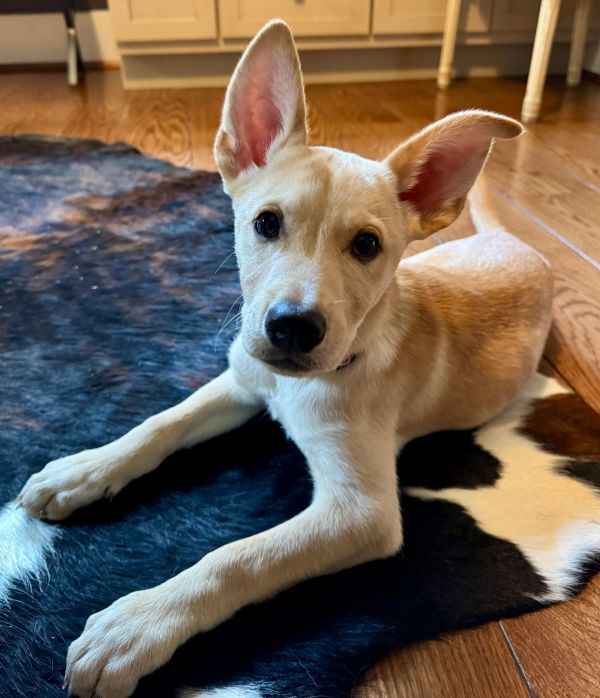 Bilbo Baggins photo 1