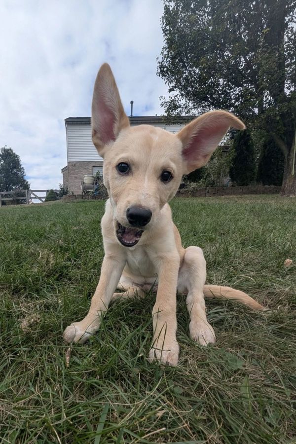 Bilbo Baggins thumbnail 3