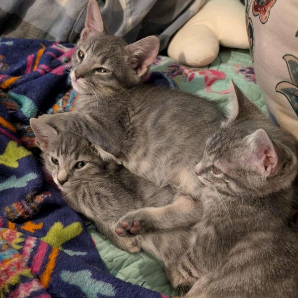 Saketini thumbnail 2