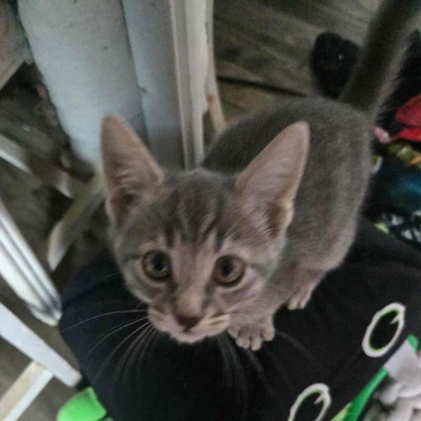 Saketini thumbnail 3