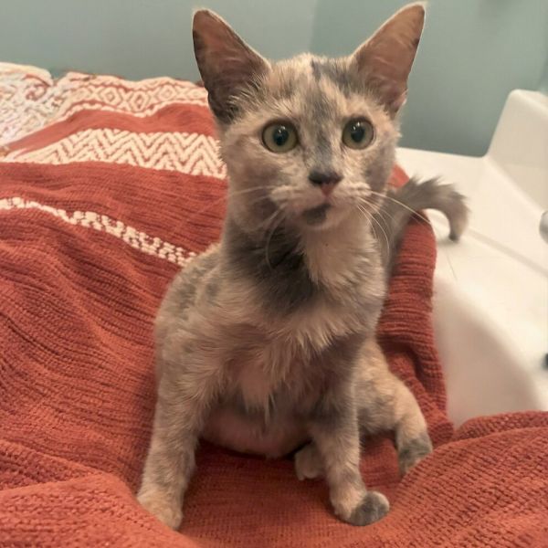 Valencia thumbnail 2