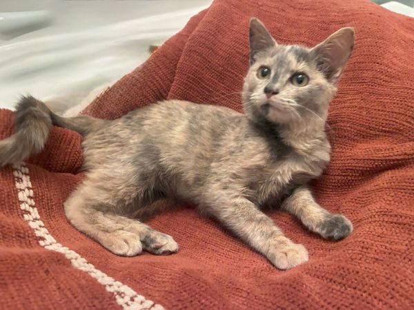 Valencia thumbnail 3