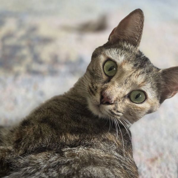 Jassamine thumbnail 2