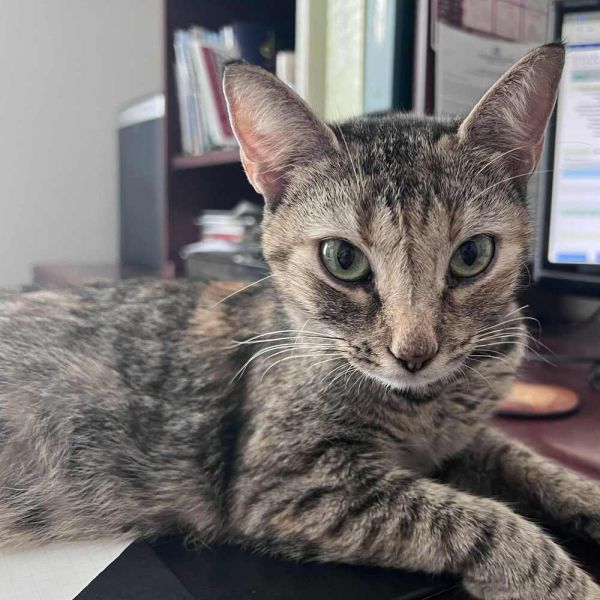 Jassamine thumbnail 3