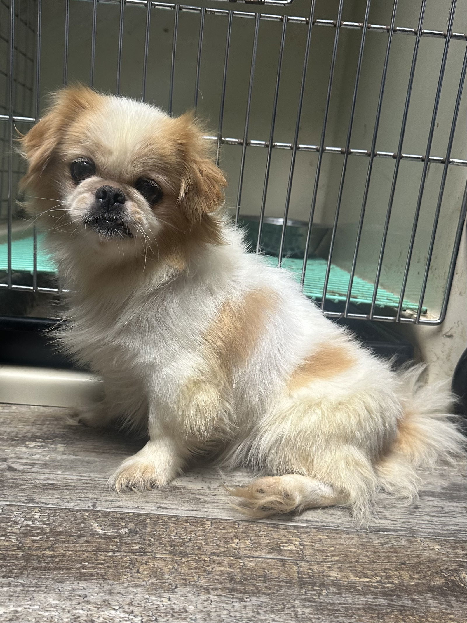 Emma, an adoptable Pekingese in Brandon, SD, 57005 | Photo Image 1