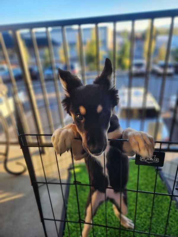 Pop Rocks thumbnail 3