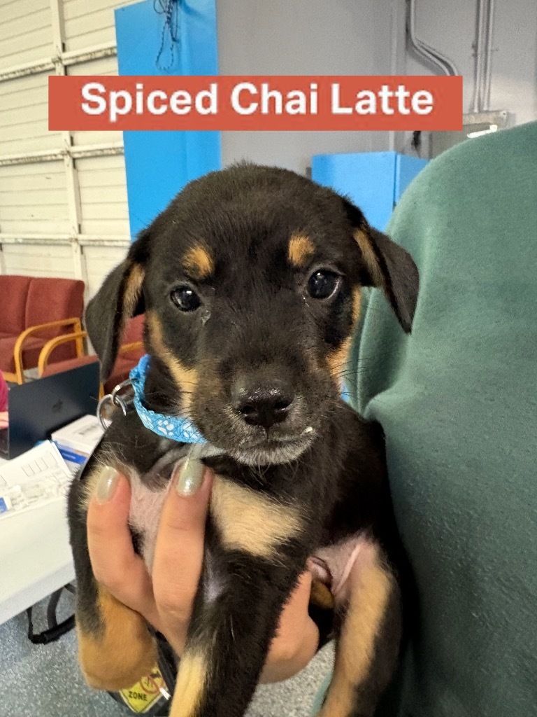 Spiced Chai Latte