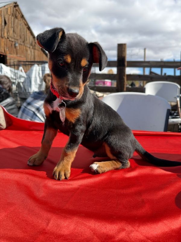 Butter Pecan Cream photo 1