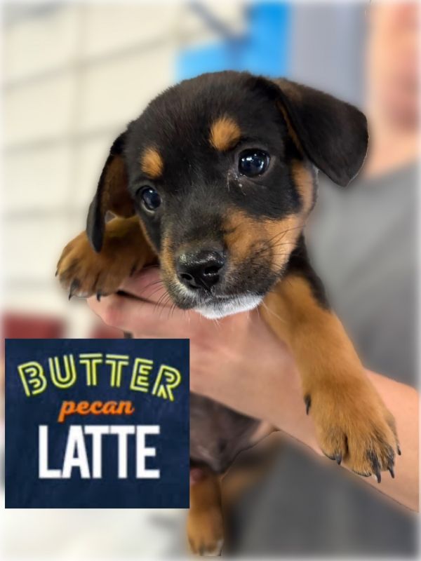 Butter Pecan Cream thumbnail 2