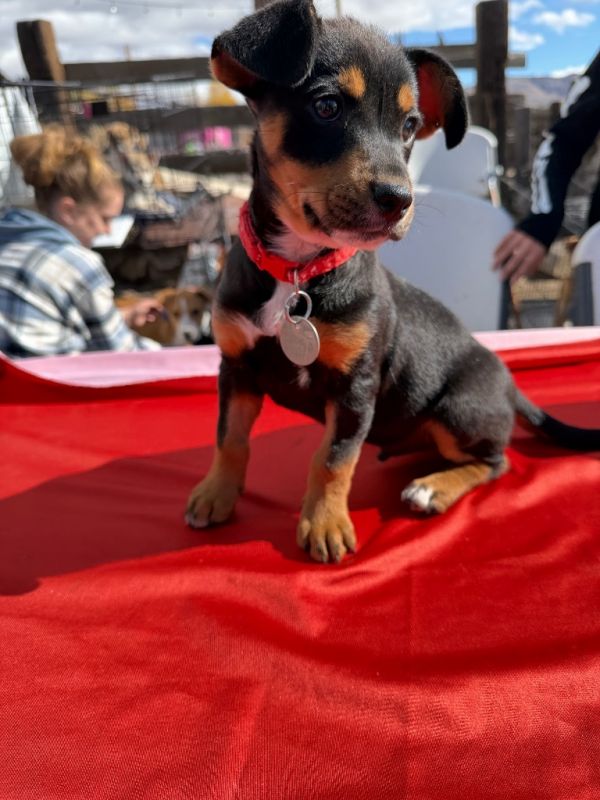 Butter Pecan Cream thumbnail 3