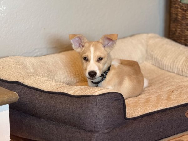 Candy Corn thumbnail 2