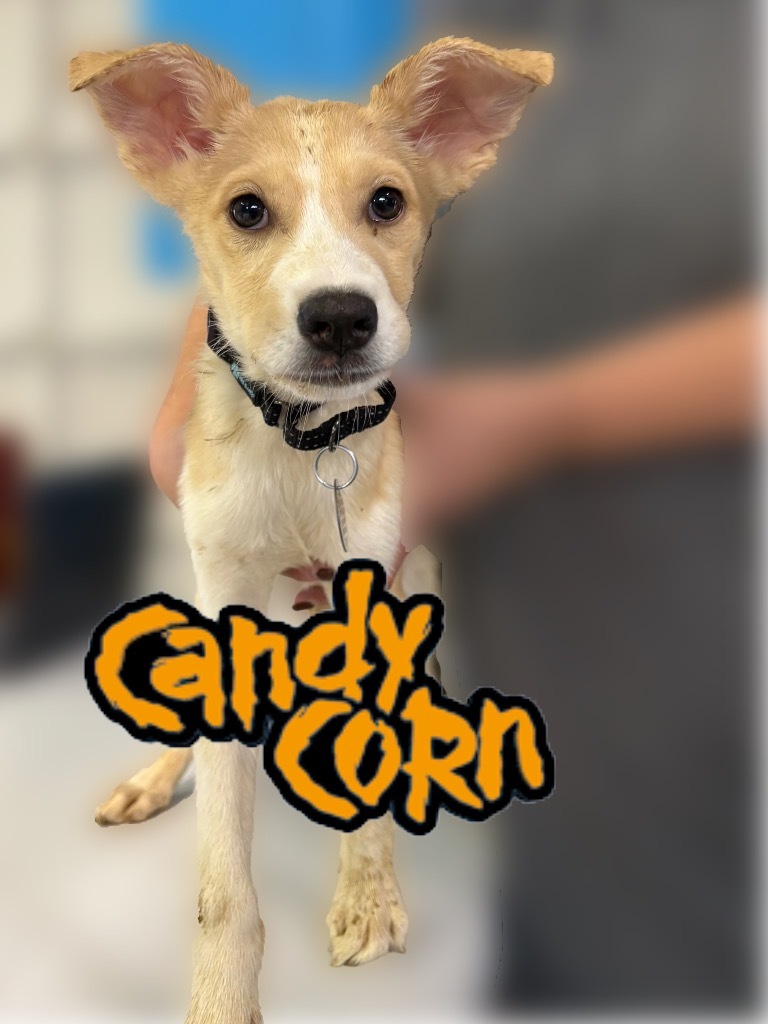 Candy Corn