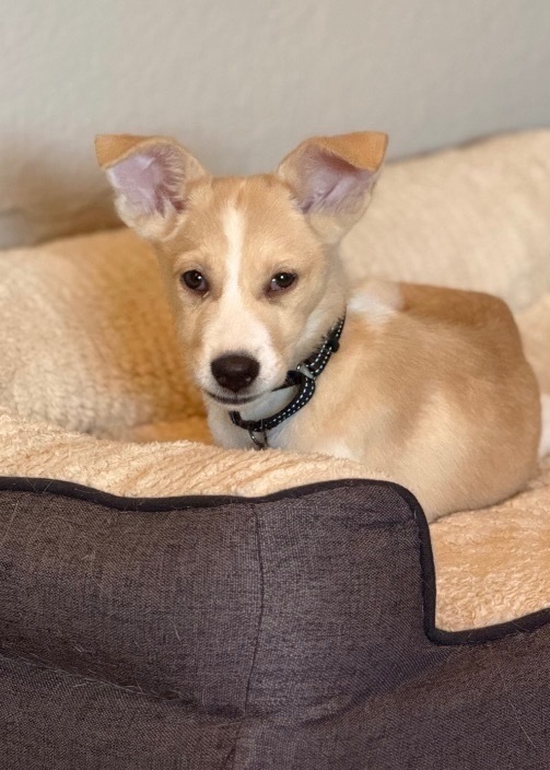 Candy Corn thumbnail 4