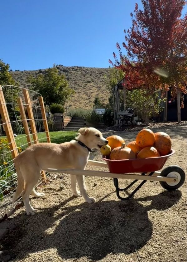 Candy Corn thumbnail 5