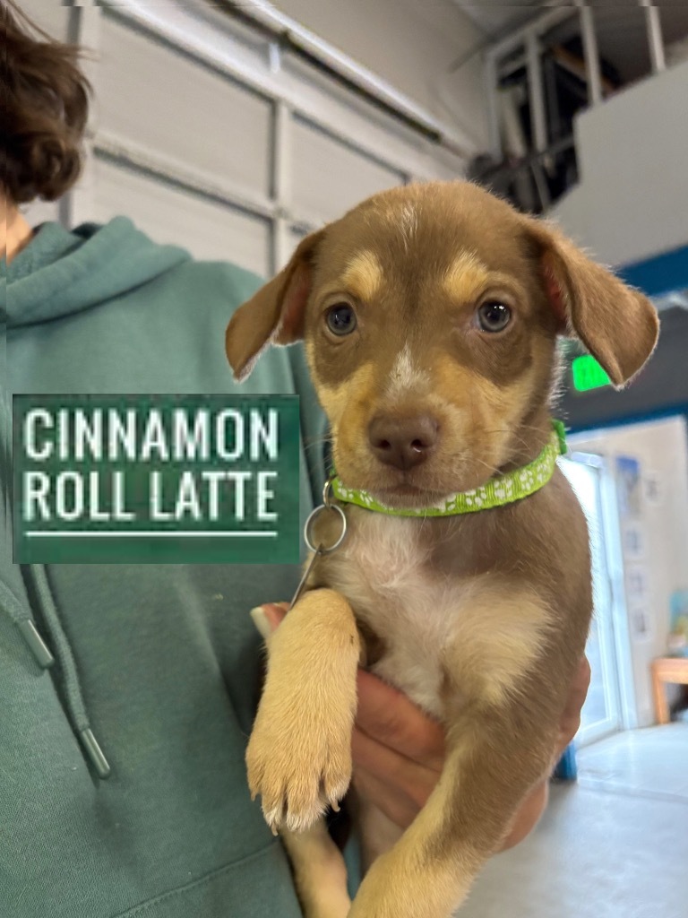 Cinnamon Roll Latte