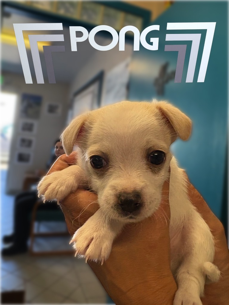 Pong