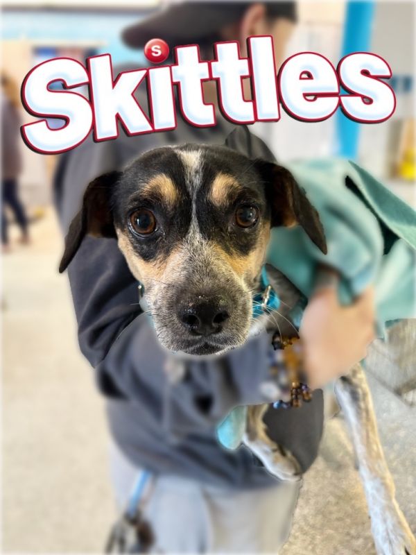 Skittles thumbnail 4