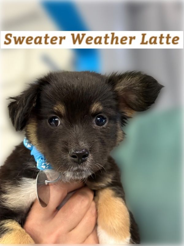 Sweater Weather Latte thumbnail 2