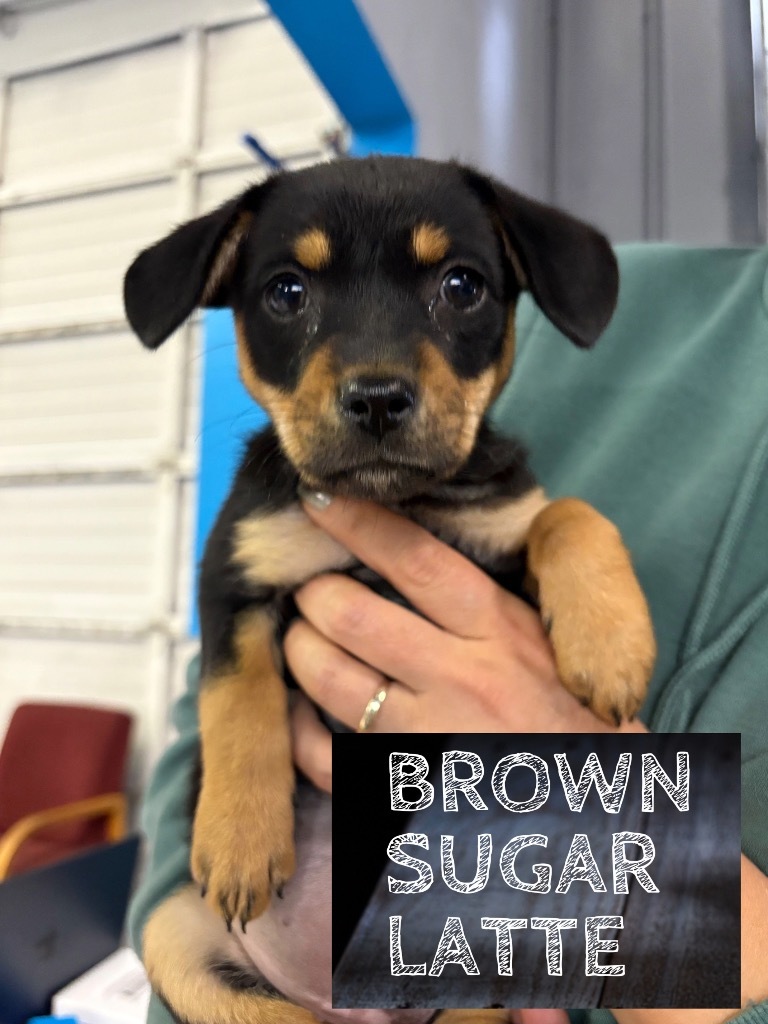 Brown Sugar Latte