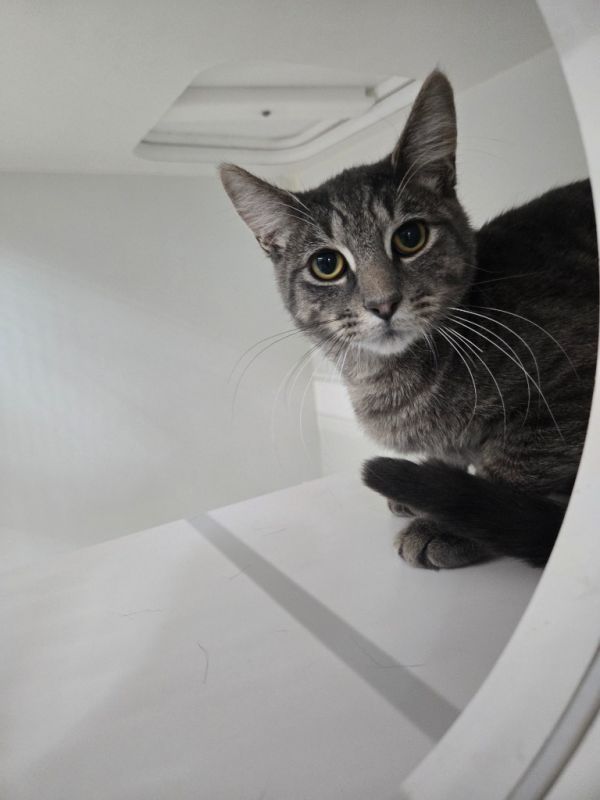 Taylor Lautner photo 1