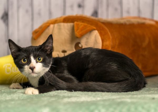 Blackwell thumbnail 2