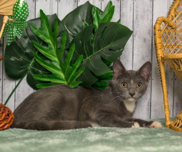 Bradford thumbnail 2