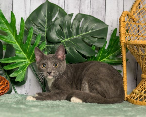 Bradford thumbnail 3