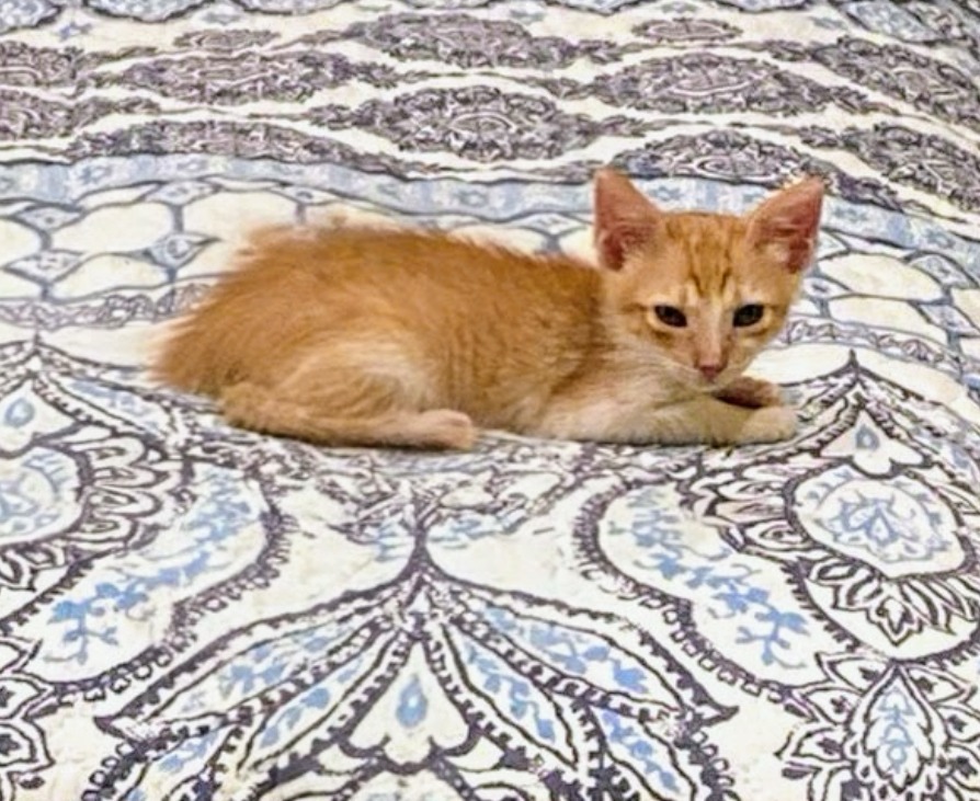 Jonesy