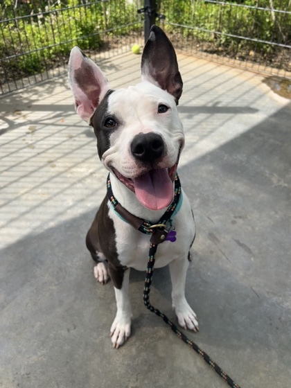 Rain, an adoptable Pit Bull Terrier, Mixed Breed in Honolulu, HI, 96826 | Photo Image 1