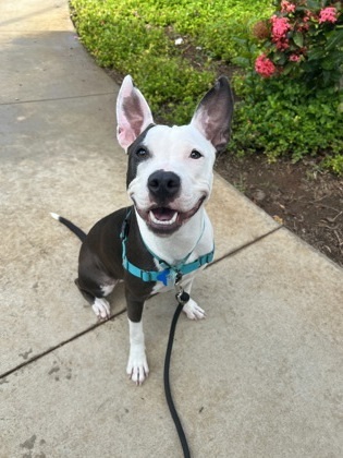 Rain, an adoptable Pit Bull Terrier, Mixed Breed in Honolulu, HI, 96826 | Photo Image 2