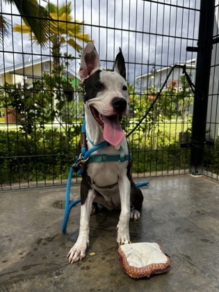 Rain, an adoptable Pit Bull Terrier, Mixed Breed in Honolulu, HI, 96826 | Photo Image 3