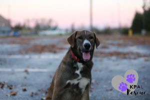 Bear - Eagleson Litter