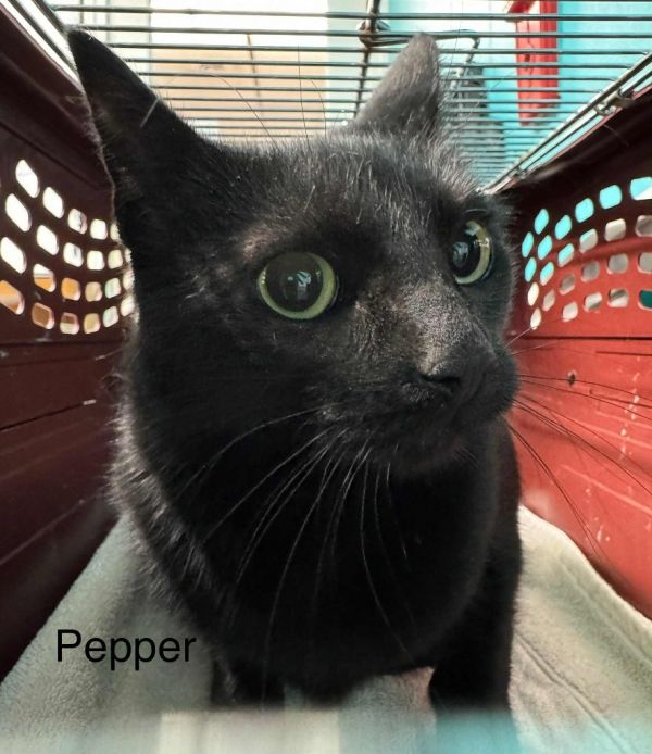 Pepper thumbnail 5