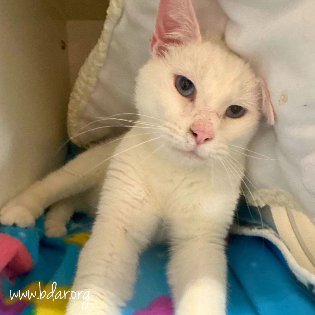 Snowball, an adoptable Domestic Short Hair in Cheyenne, WY, 82009 | Photo Image 1