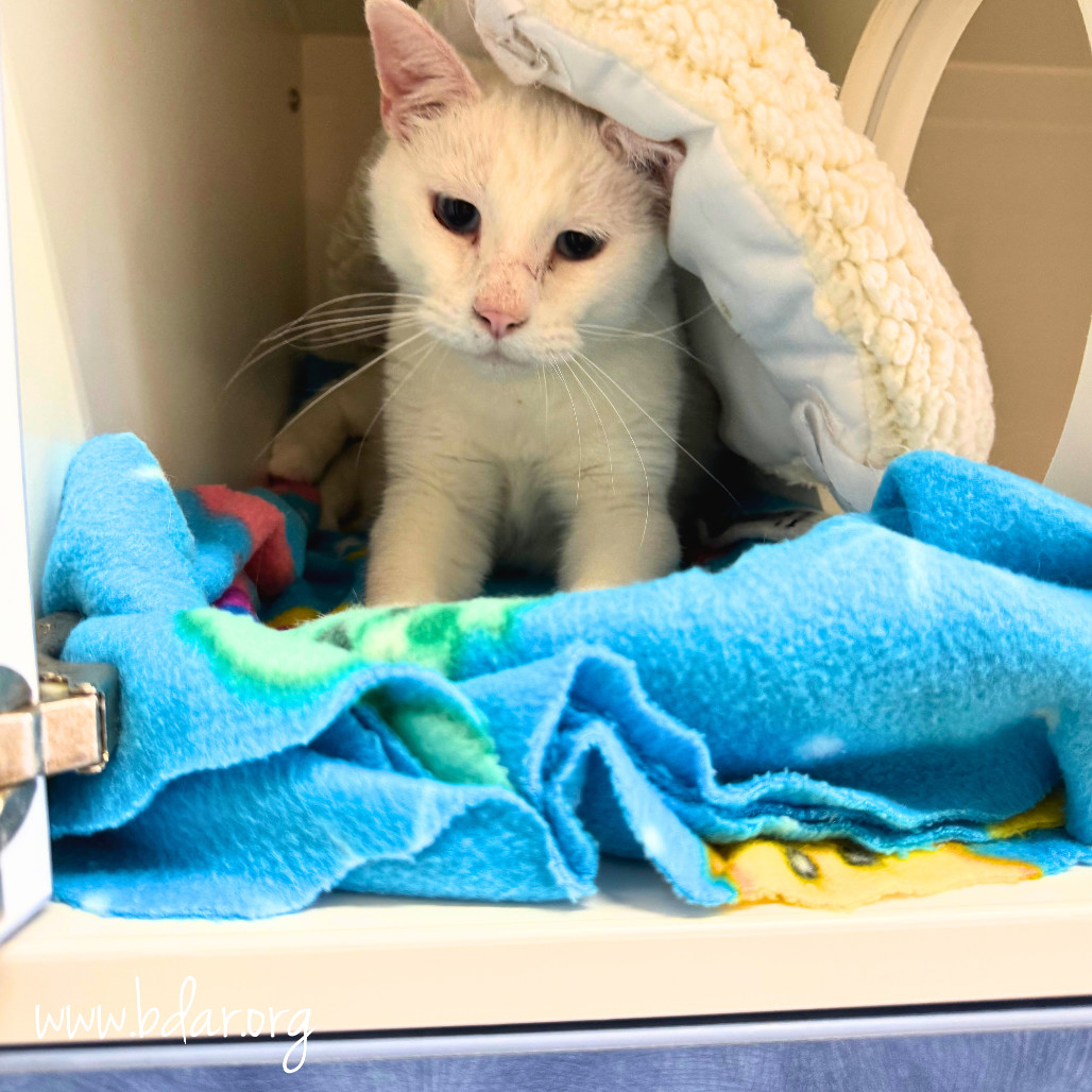Snowball, an adoptable Domestic Short Hair in Cheyenne, WY, 82009 | Photo Image 2