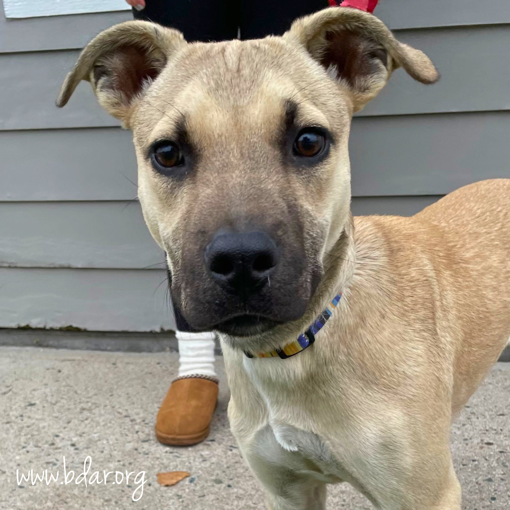 Dusty, an adoptable Terrier in Cheyenne, WY, 82009 | Photo Image 1