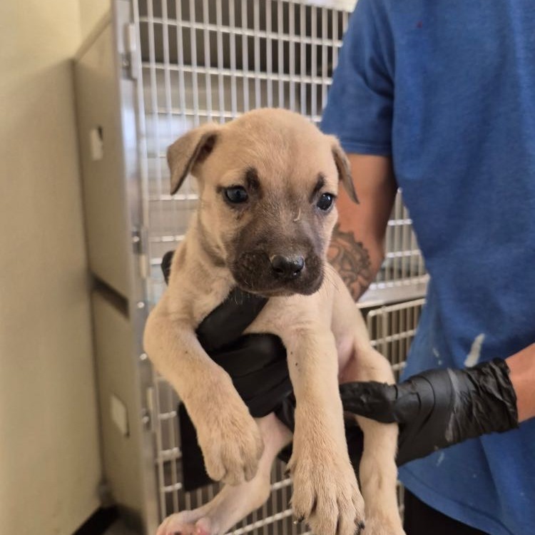 Dusty, an adoptable Terrier in Cheyenne, WY, 82009 | Photo Image 2
