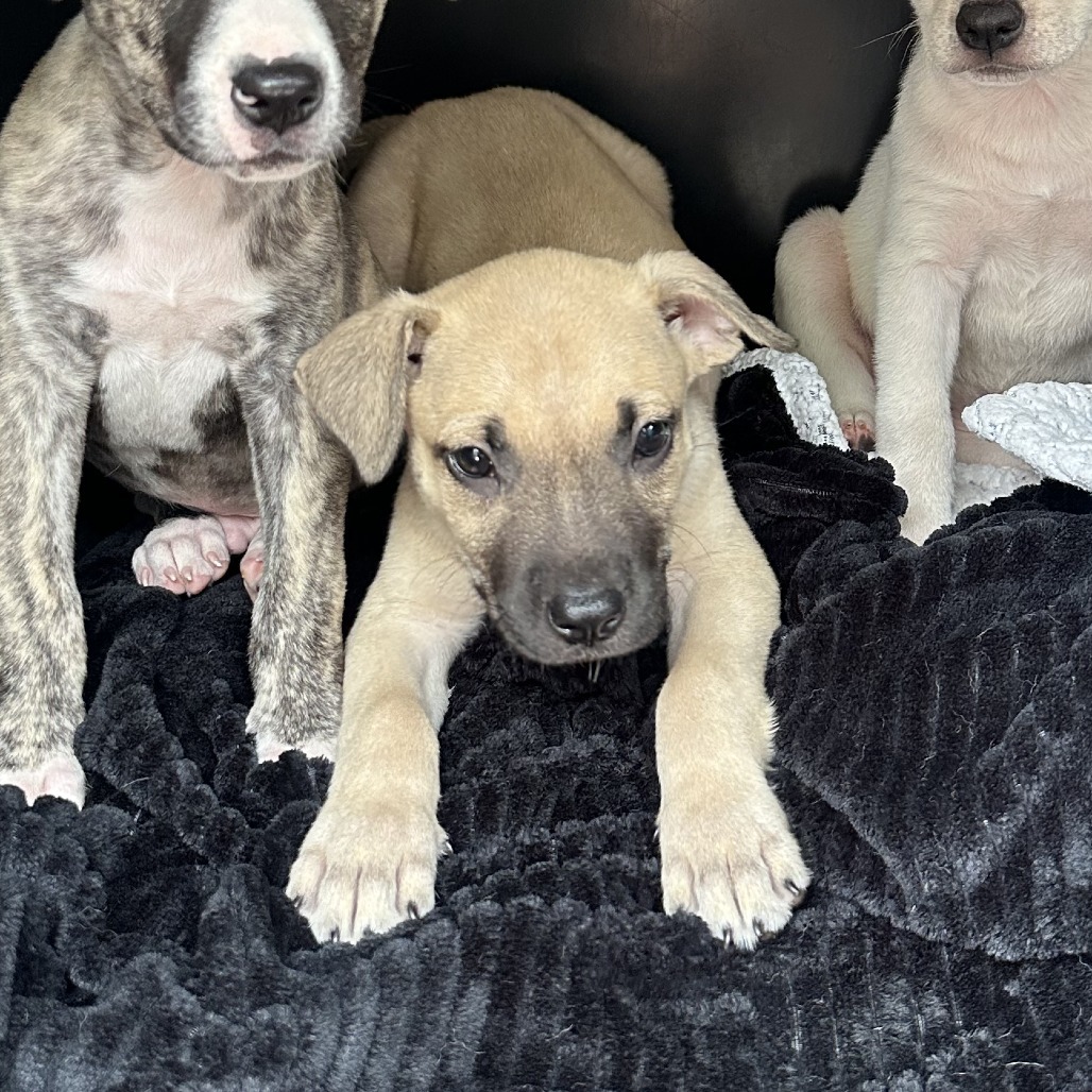 Dusty, an adoptable Terrier in Cheyenne, WY, 82009 | Photo Image 3