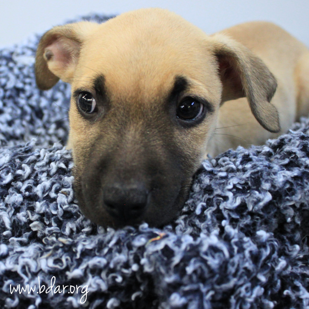 Dusty, an adoptable Terrier in Cheyenne, WY, 82009 | Photo Image 4