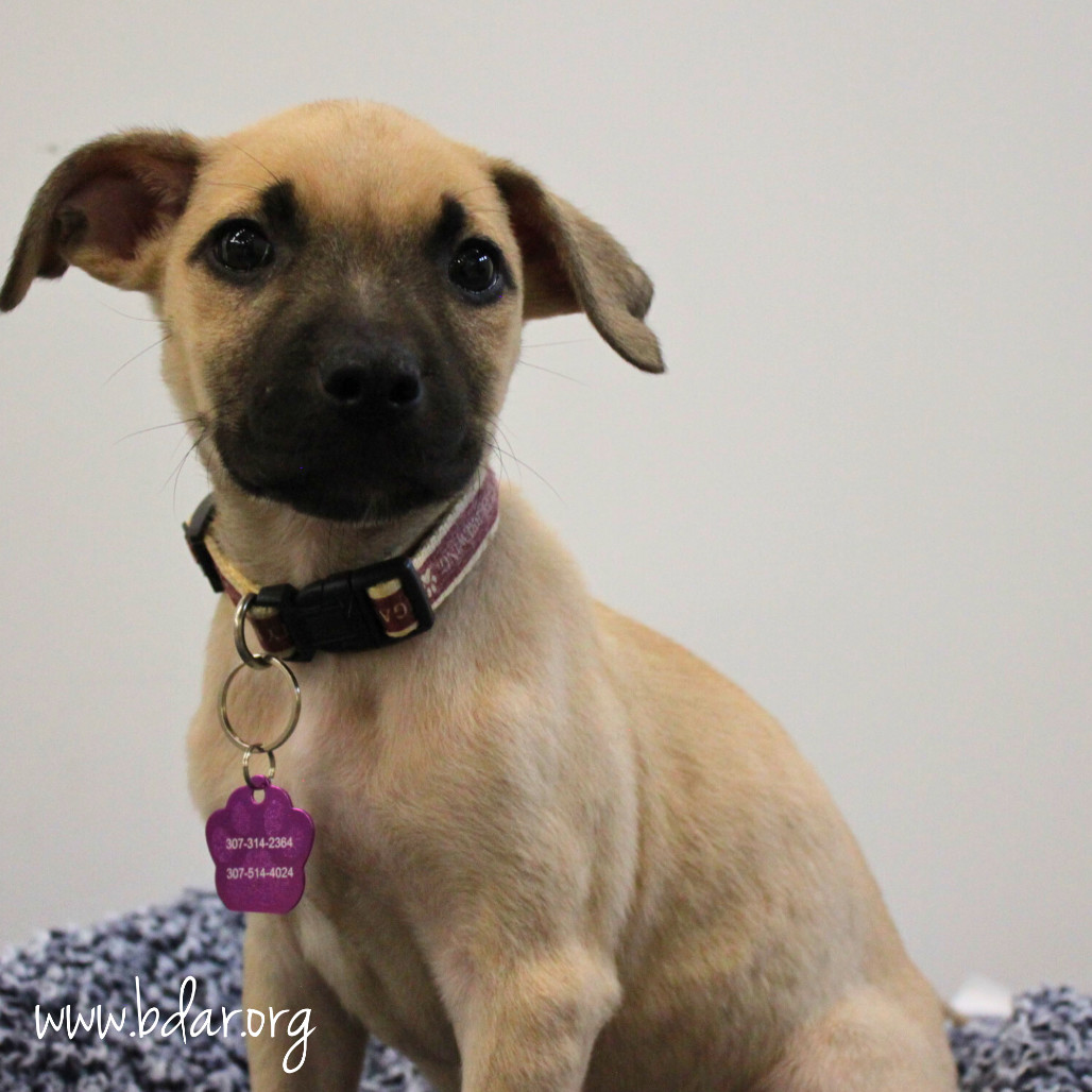 Dusty, an adoptable Terrier in Cheyenne, WY, 82009 | Photo Image 5