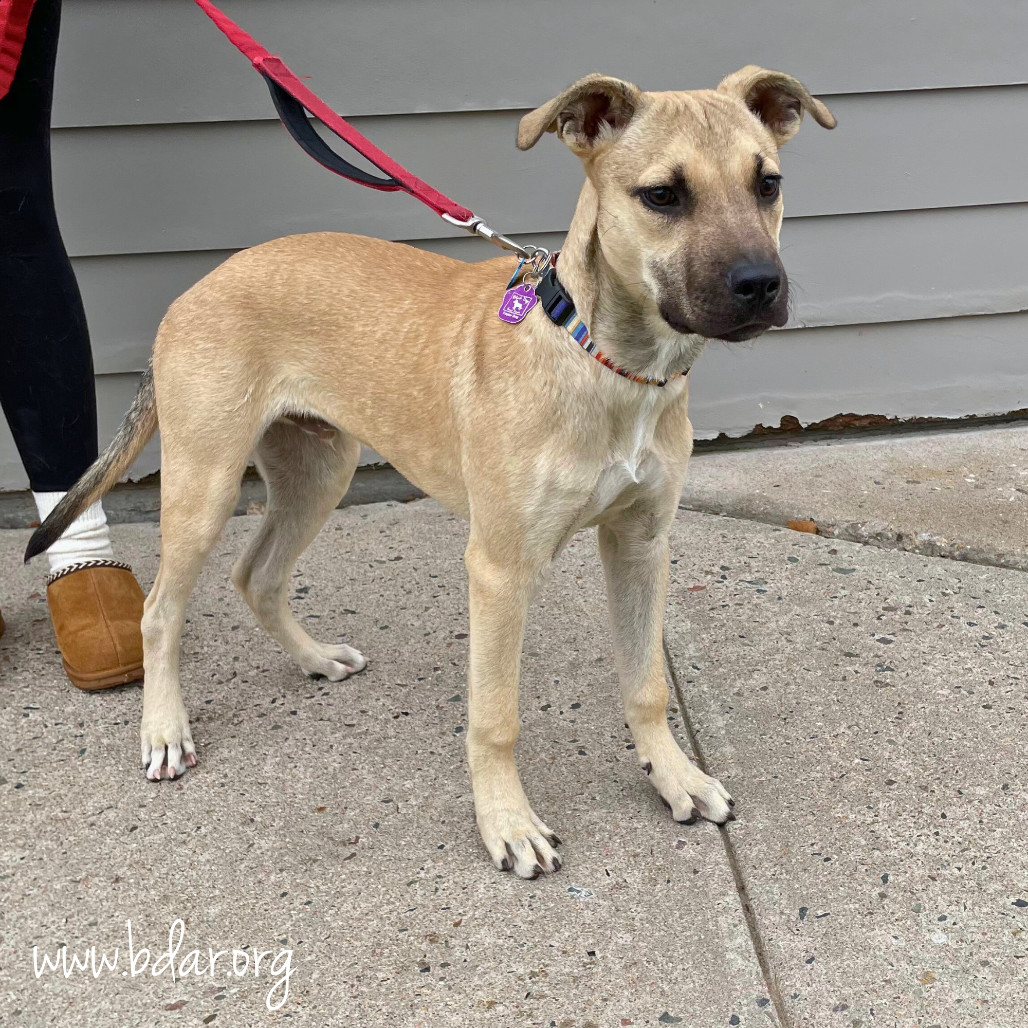 Dusty, an adoptable Terrier in Cheyenne, WY, 82009 | Photo Image 6