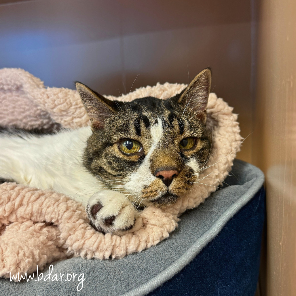 Jack, an adoptable Domestic Short Hair in Cheyenne, WY, 82009 | Photo Image 1