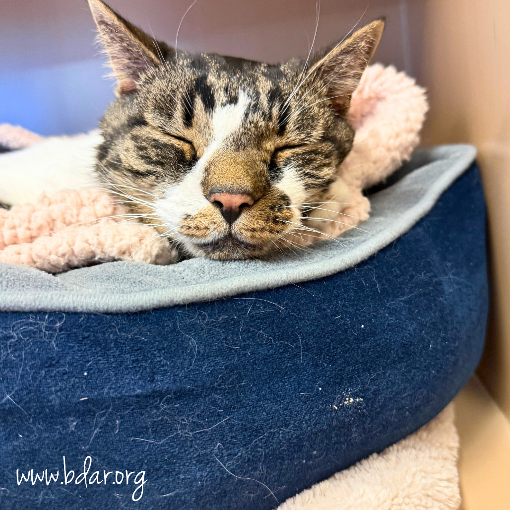 Jack, an adoptable Domestic Short Hair in Cheyenne, WY, 82009 | Photo Image 2