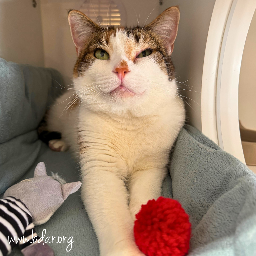 Chanel, an adoptable Domestic Short Hair in Cheyenne, WY, 82009 | Photo Image 2