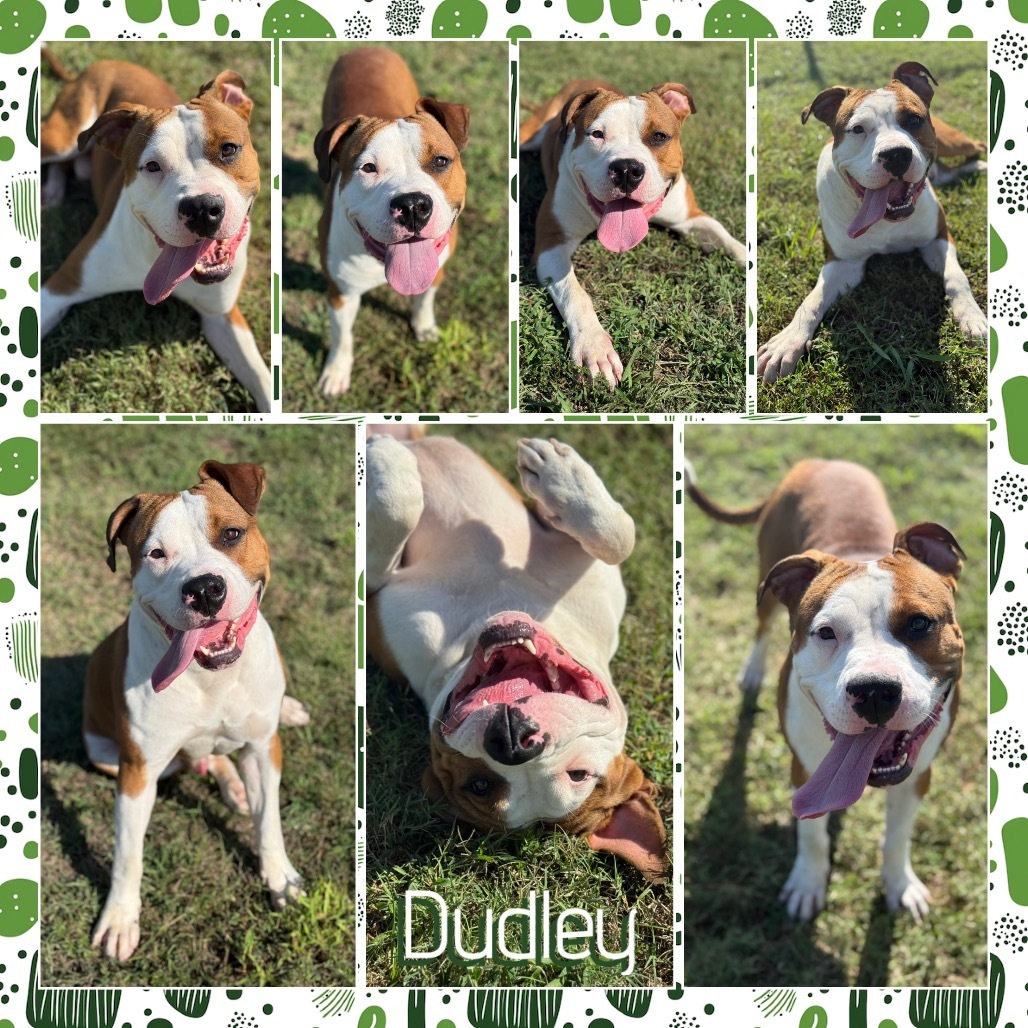 Dudley (Big Brother)