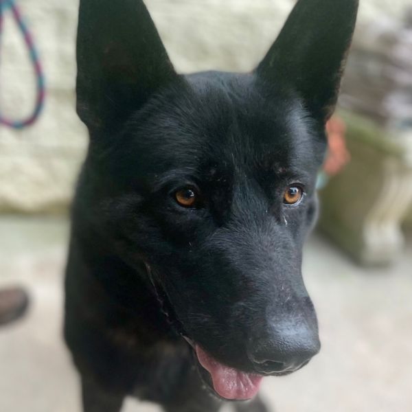 Chocolate Thunder photo 1