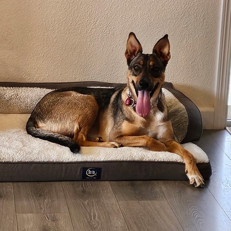 Rhea Ripley, an adoptable Mixed Breed in Bismarck, ND, 58507 | Photo Image 1