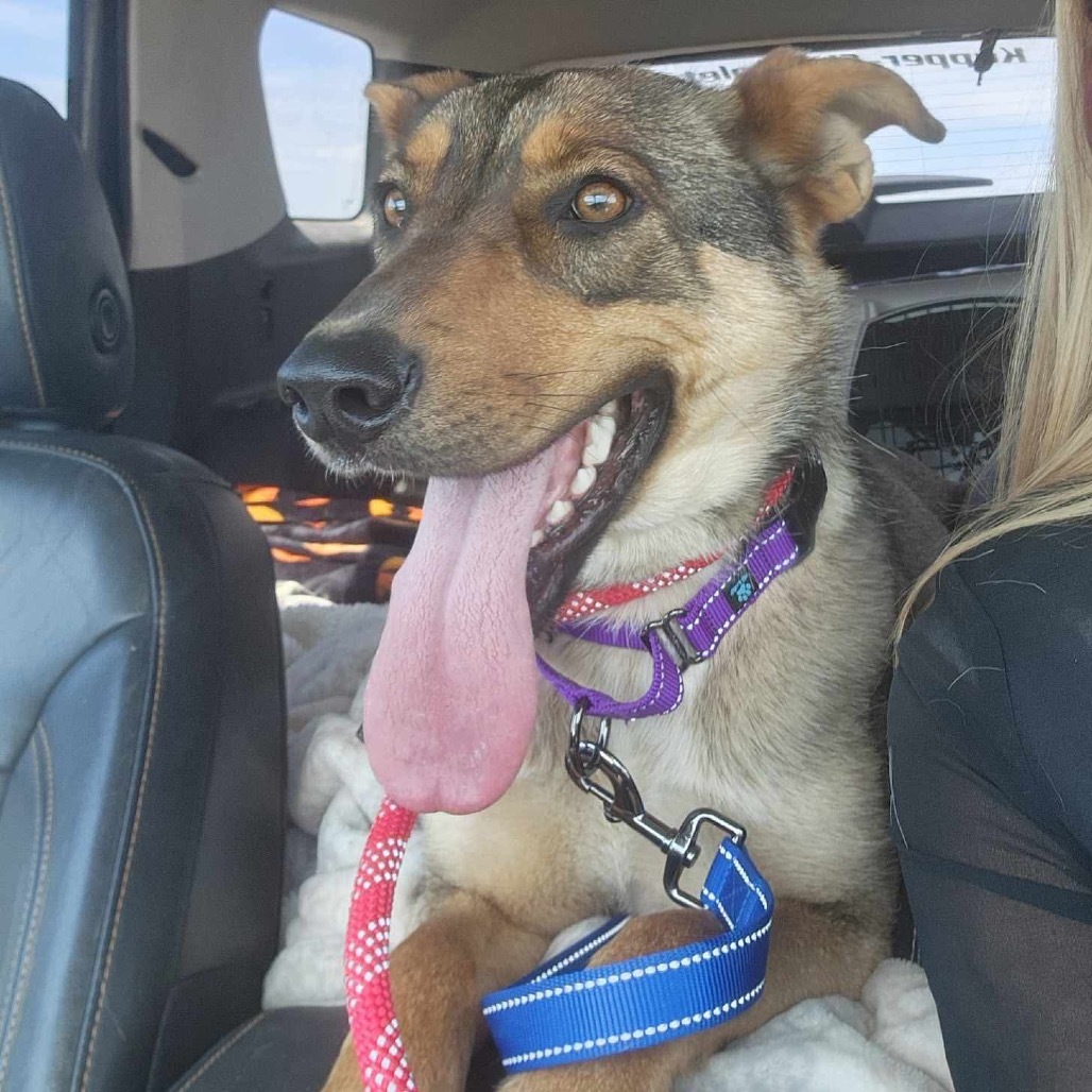 Rhea Ripley, an adoptable Mixed Breed in Bismarck, ND, 58507 | Photo Image 2