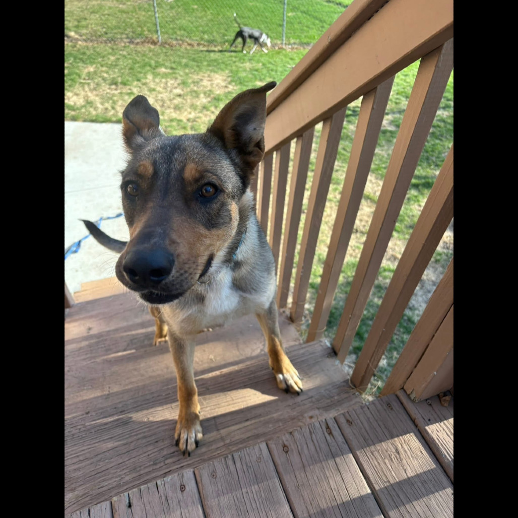 Rhea Ripley, an adoptable Mixed Breed in Bismarck, ND, 58507 | Photo Image 3