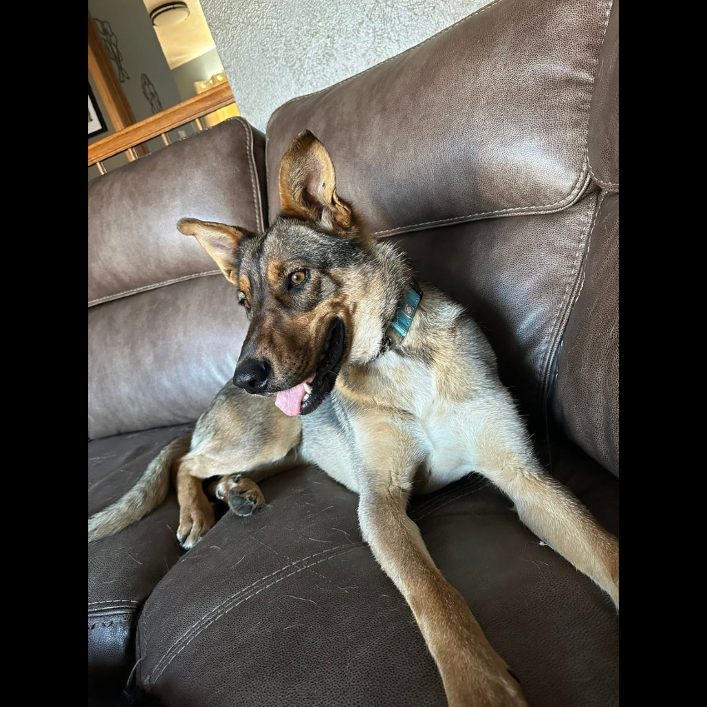 Rhea Ripley, an adoptable Mixed Breed in Bismarck, ND, 58507 | Photo Image 4